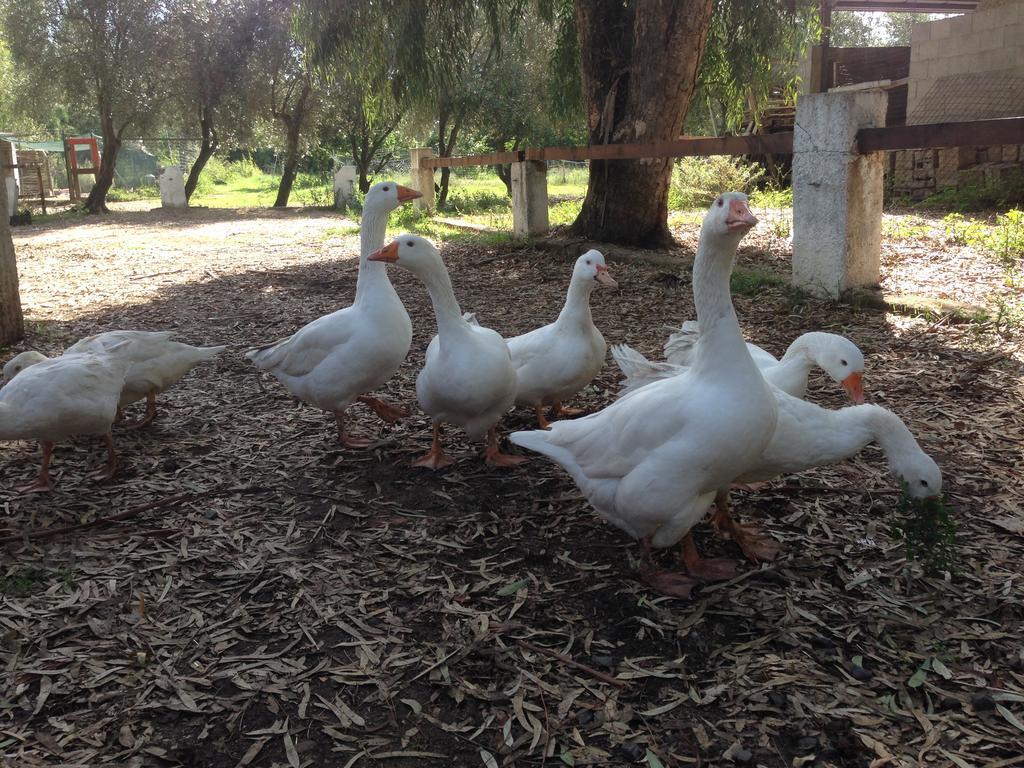 Agriturismo Sarrabus San Priamo エクステリア 写真