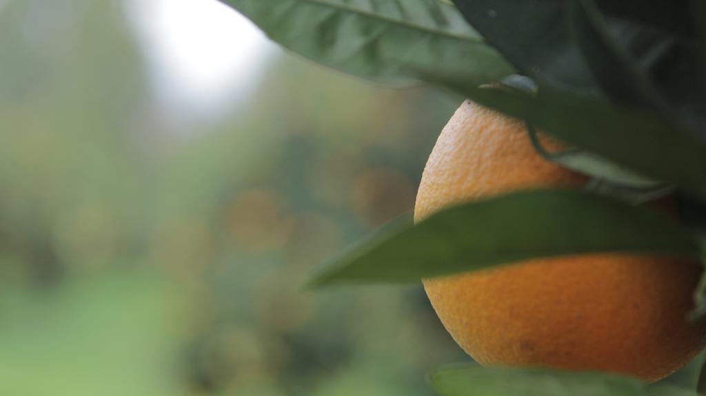 Agriturismo Sarrabus San Priamo エクステリア 写真